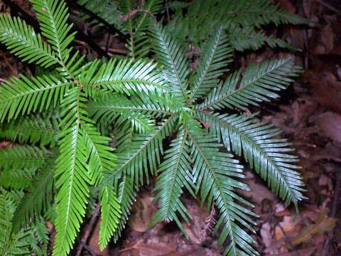 Image de Sticherus flabellatus (R. Br.) H. St. John