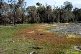 Sivun Stylidium kuva