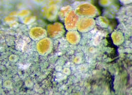 Image of Caloplaca cerinelloides (Erichsen) Poelt