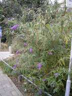 Image of butterfly-bush