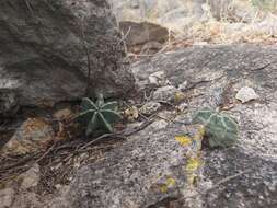 Sivun Echinocereus subinermis subsp. subinermis kuva