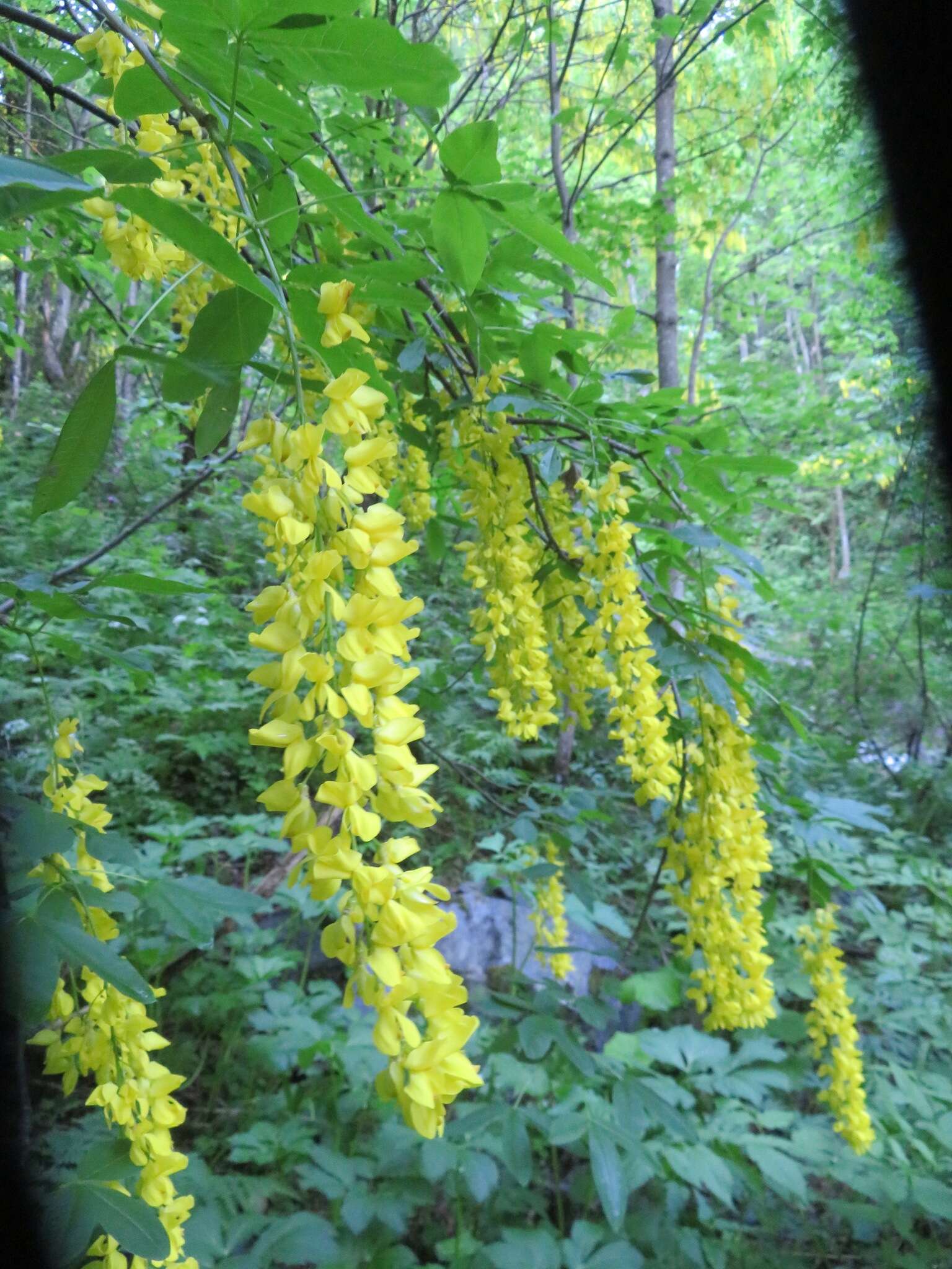 Plancia ëd Laburnum alpinum (Mill.) Bercht. & J. Presl