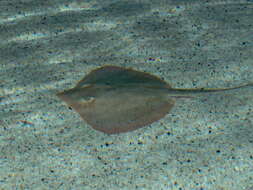 Image of Atlantic Stingray