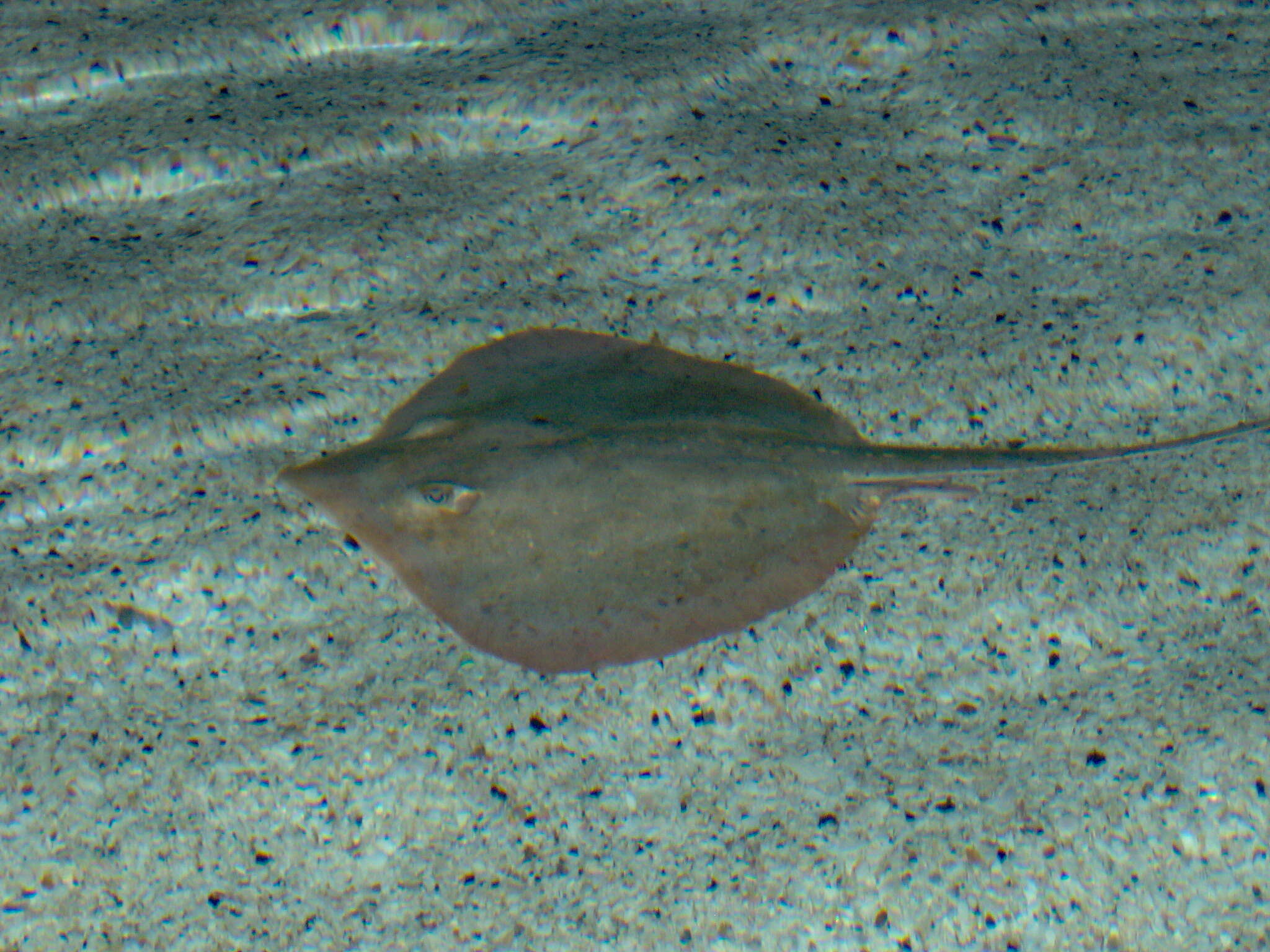 Image of Atlantic Stingray