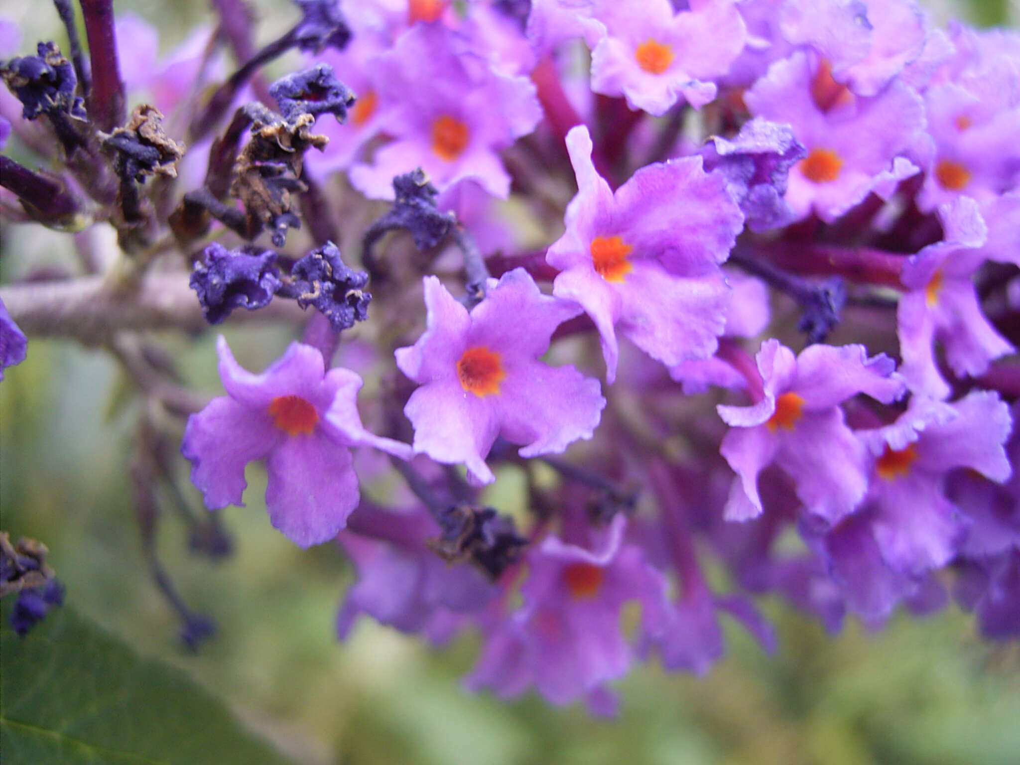 Image of butterfly-bush