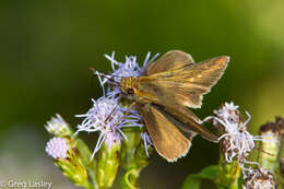 Image of Julia's Skipper