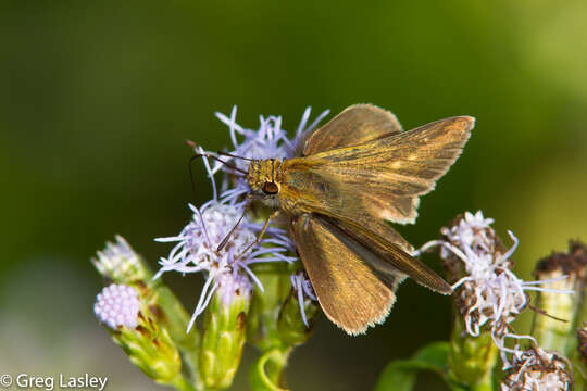 Image of Julia's Skipper