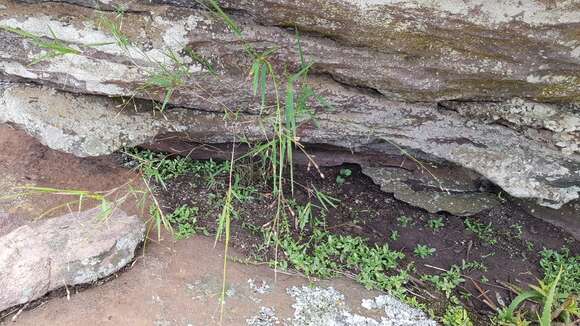 Imagem de Panicum dewinteri J. G. Anderson