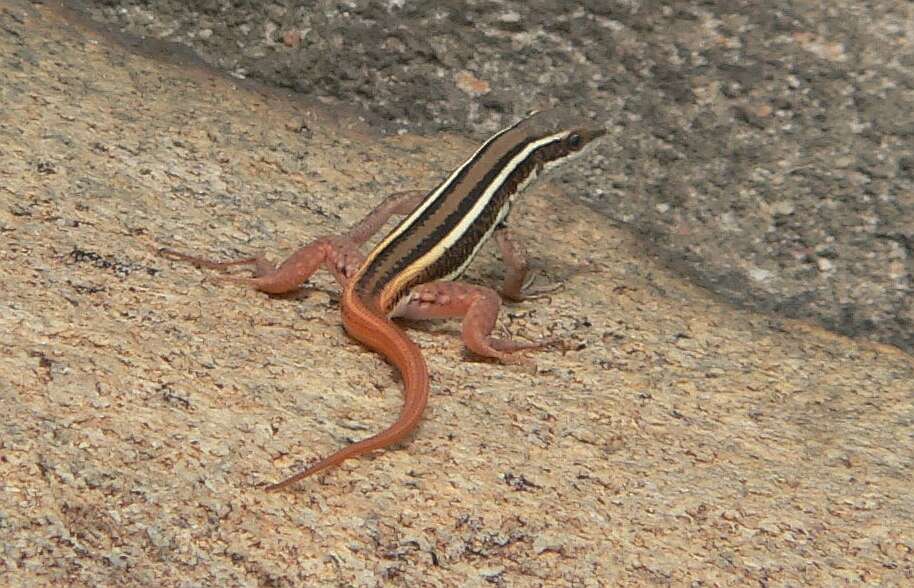 Imagem de Ophisops leschenaultii (Milne-edwards 1829)