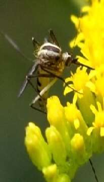 Image of Aedes trivittatus (Coquillett 1902)