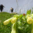 Image de Onosma tricerosperma Lag.