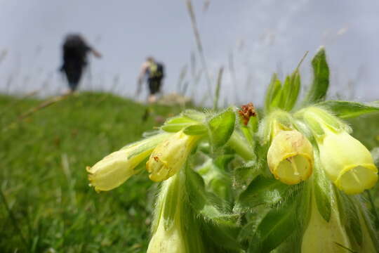 Image de Onosma tricerosperma Lag.