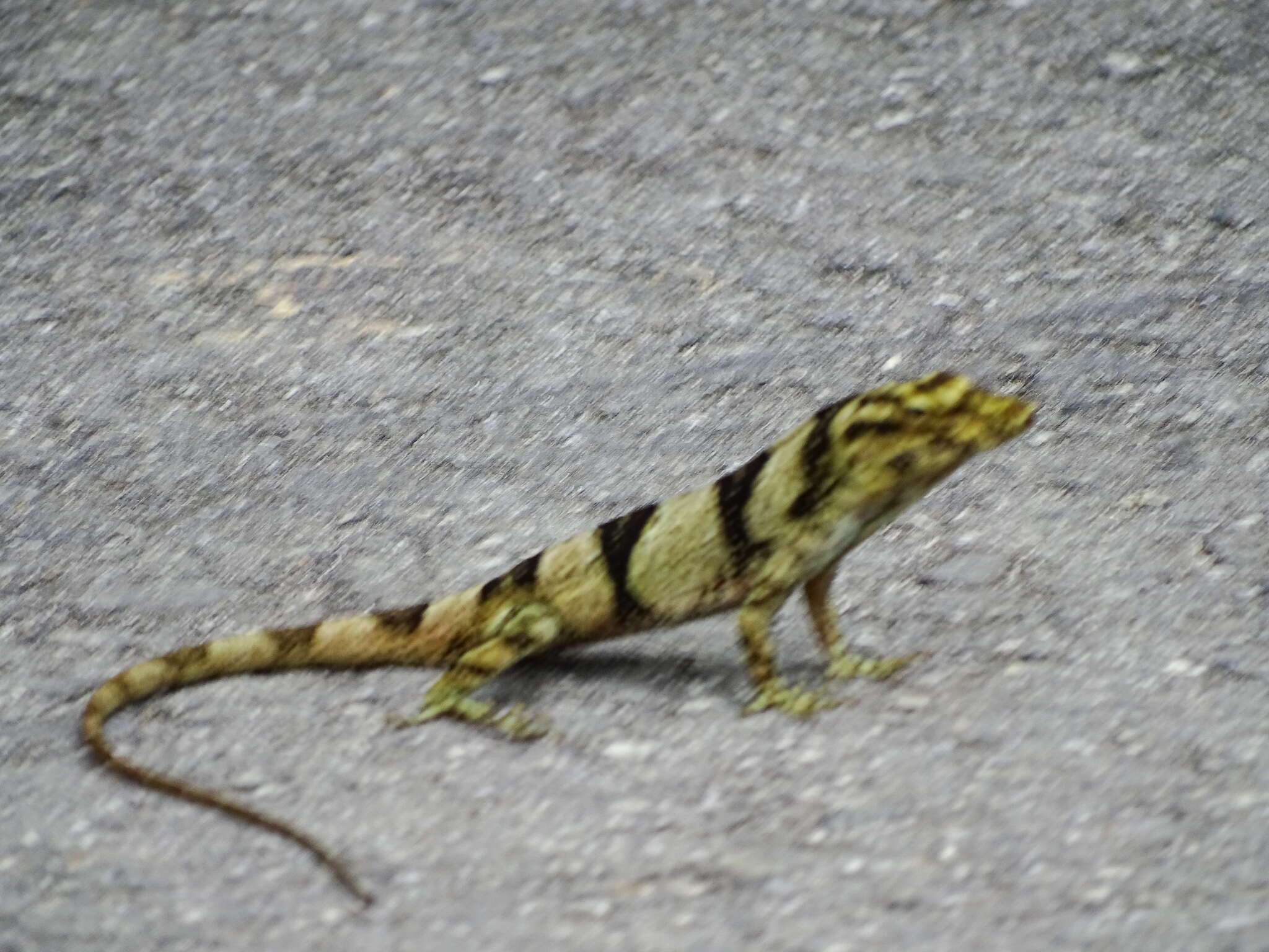 Image of Macrinius' Anole