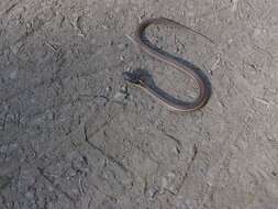 Image of Northwestern Garter Snake