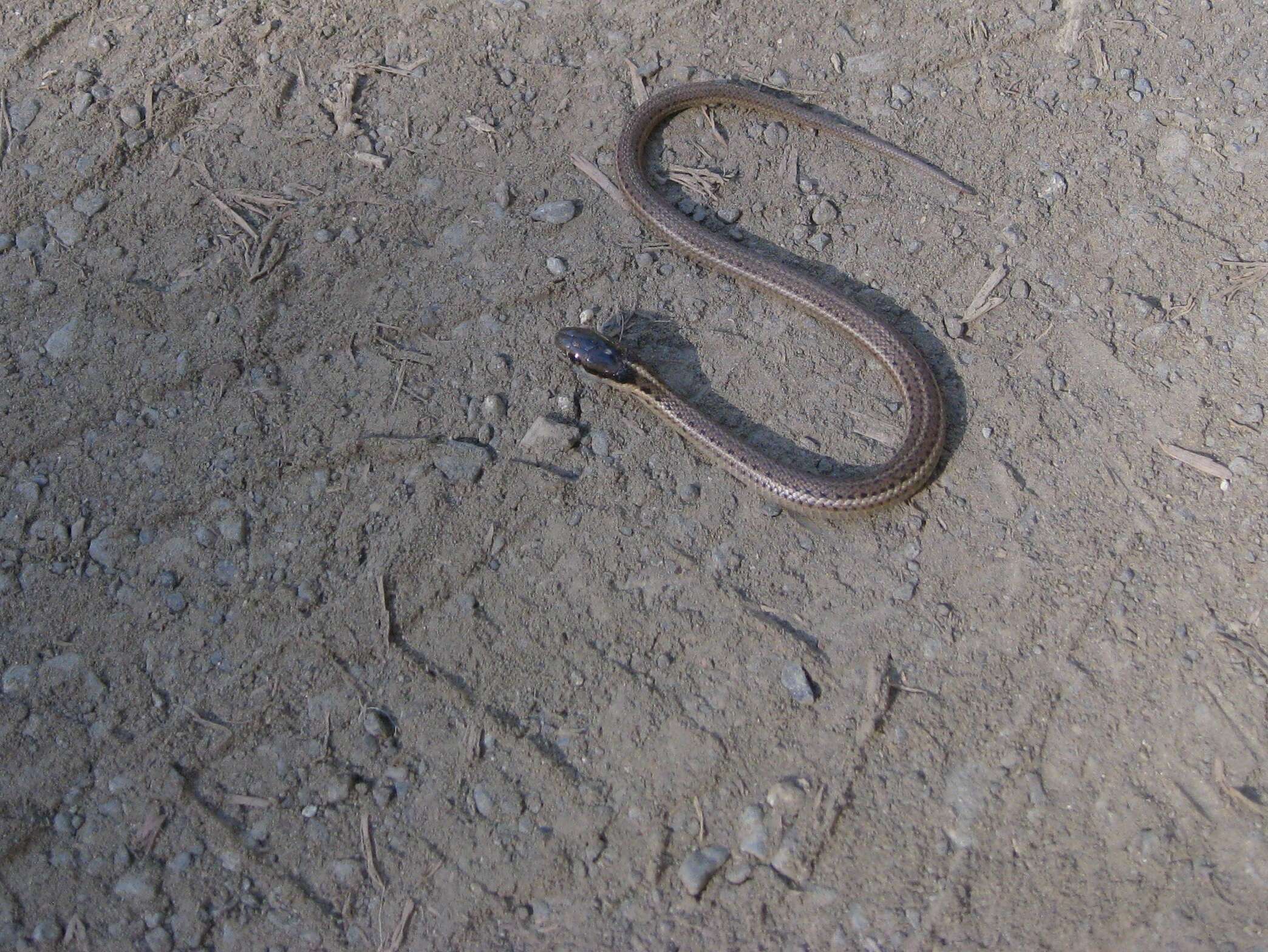 Image of Northwestern Garter Snake