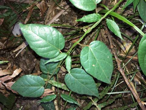 صورة Hypserpa decumbens (Benth.) Diels