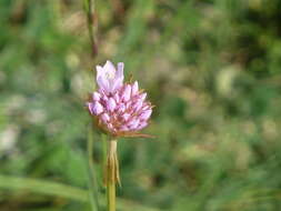 صورة Armeria saviana Selvi