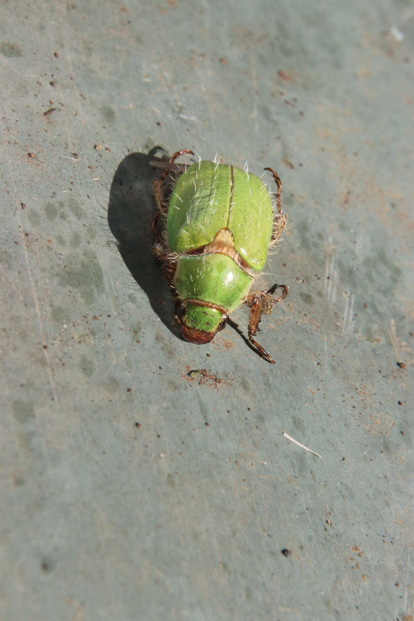 Image of Beetle