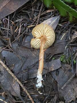 Image of Rhodophana nitellina (Fr.) Papetti 2014