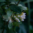 Hoya multiflora Bl. resmi