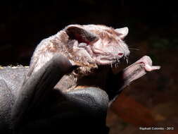 Image of Moloney's Mimic Bat