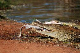 Image of Estuarine Crocodile