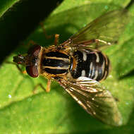 Image of <i>Anasimyia lineata</i>