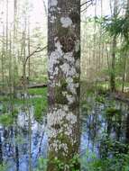 Image of blemished lichen