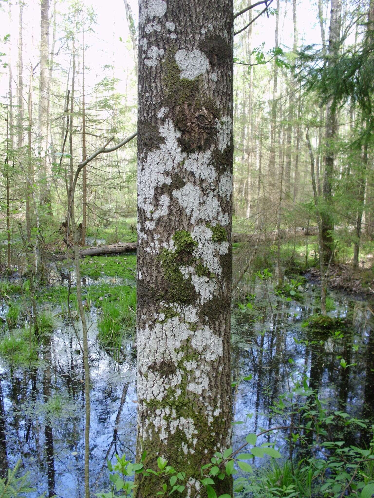 Image of blemished lichen