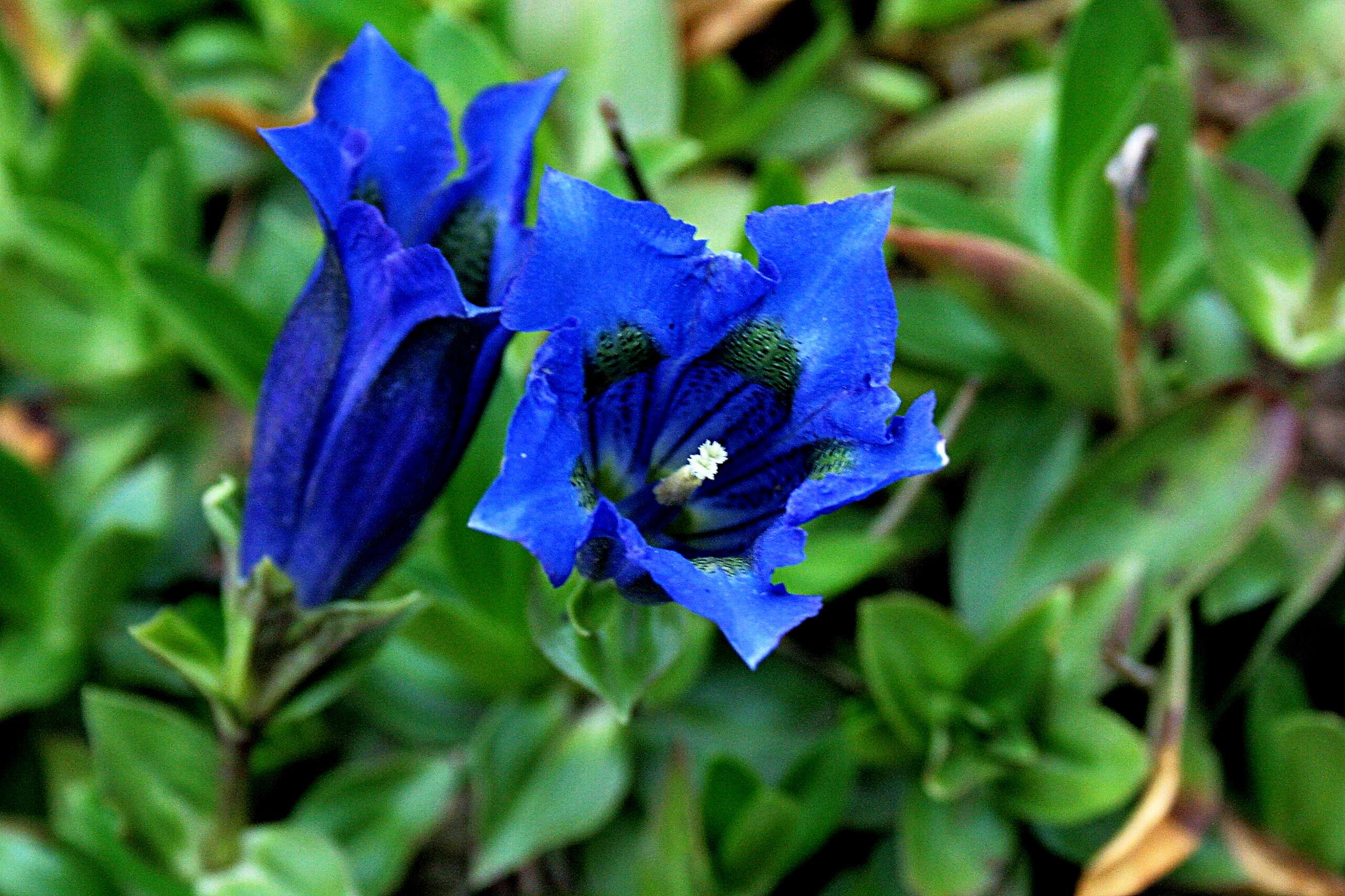 Image of Stemless Gentian