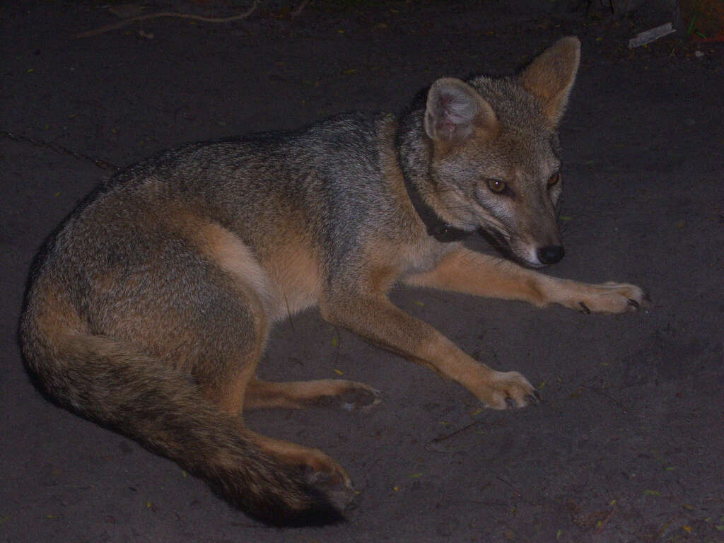 Image of Brasilian Fox