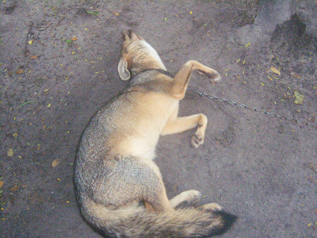 Image of Brasilian Fox