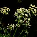 Ligusticum porteri Coult. & N. E. Rose resmi