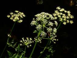 Ligusticum porteri Coult. & N. E. Rose resmi