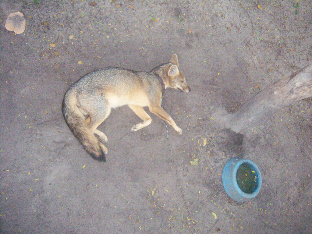 Image of Brasilian Fox