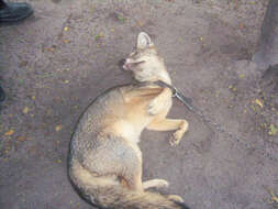 Image of Brasilian Fox