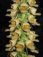 Слика од Digitalis ferruginea L.