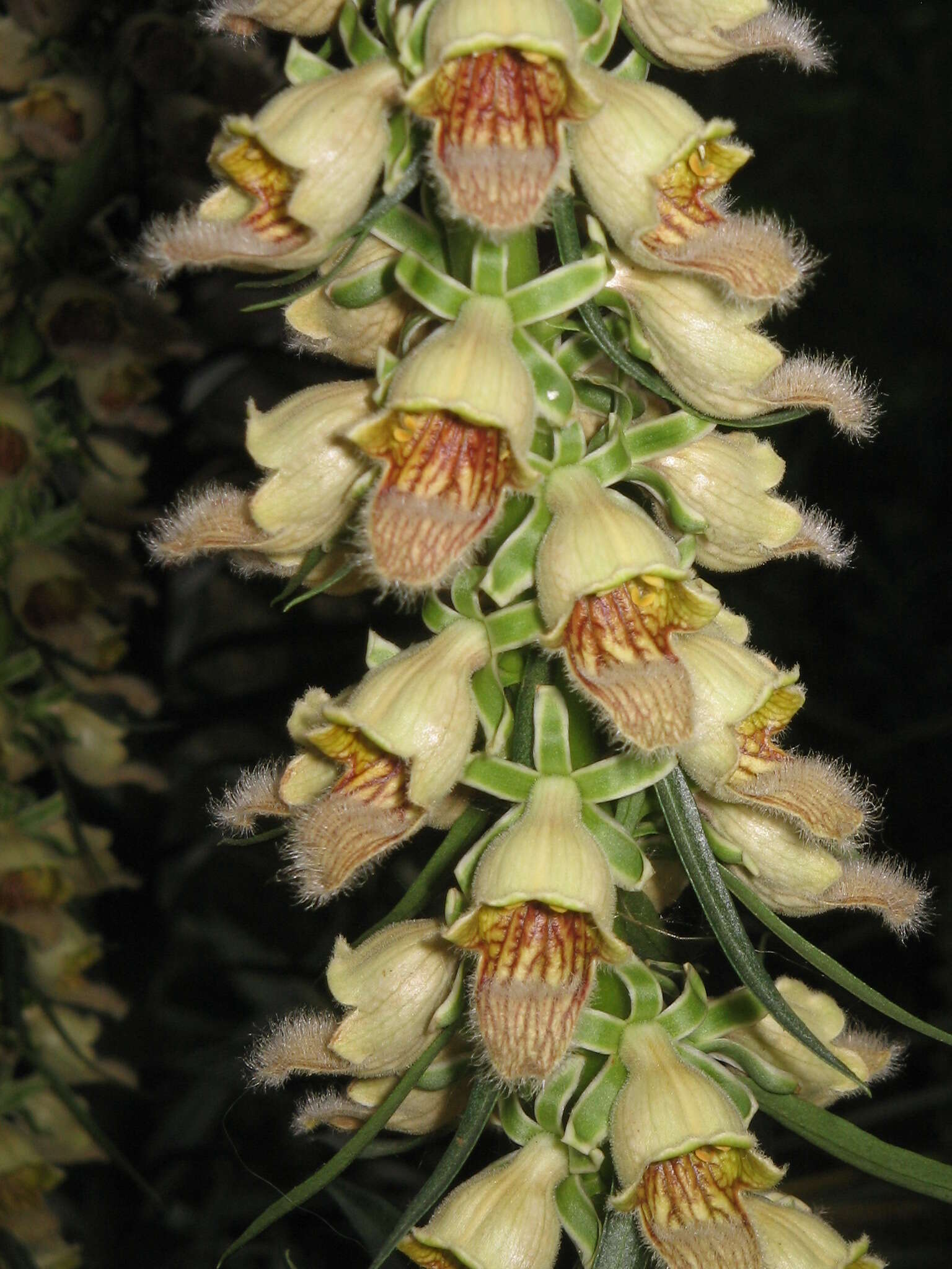 Слика од Digitalis ferruginea L.