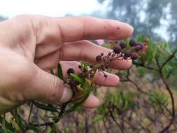 Слика од Comarostaphylis polifolia subsp. polifolia