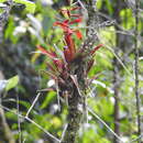 Image de Tillandsia leiboldiana Schltdl.