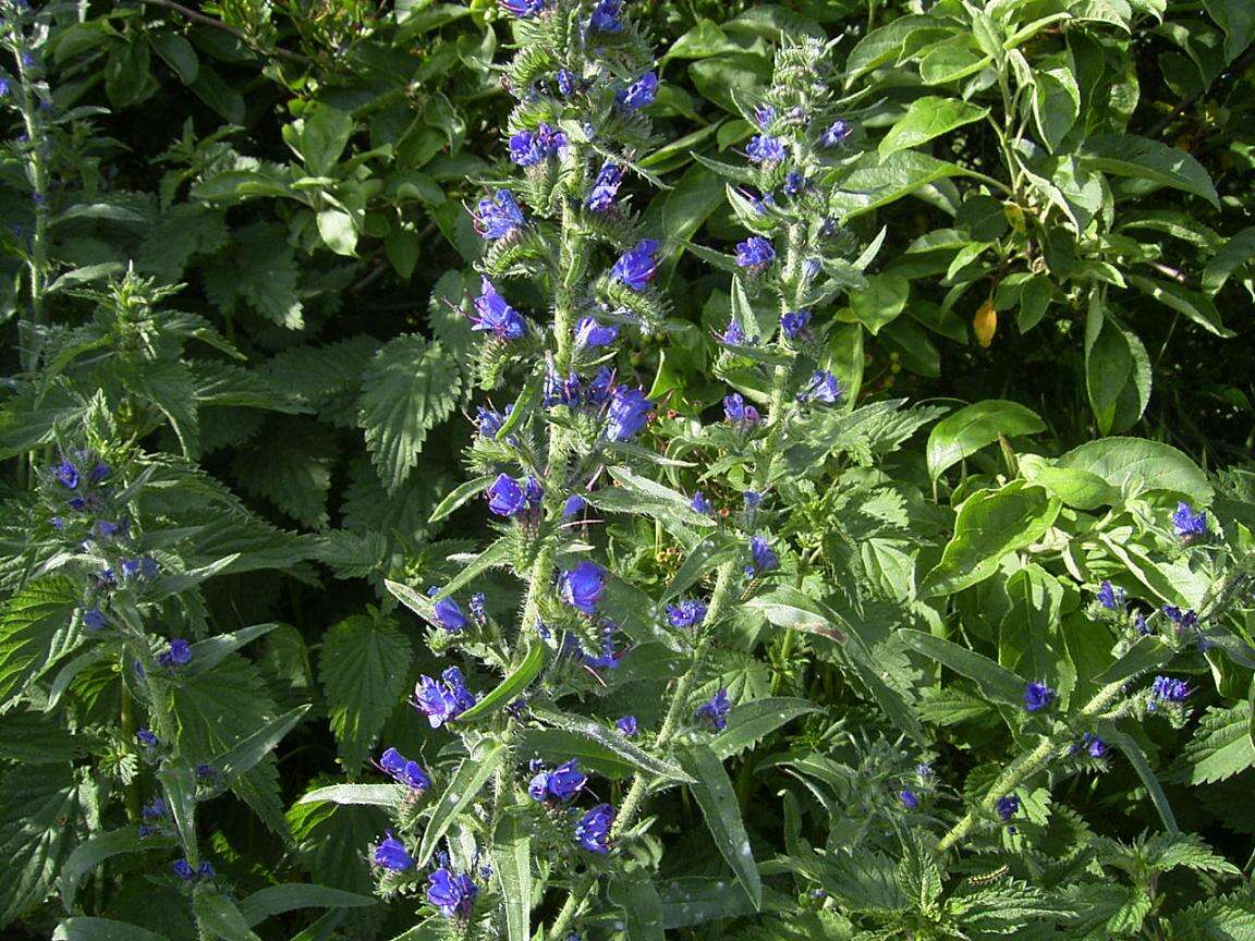 Imagem de Echium vulgare L.