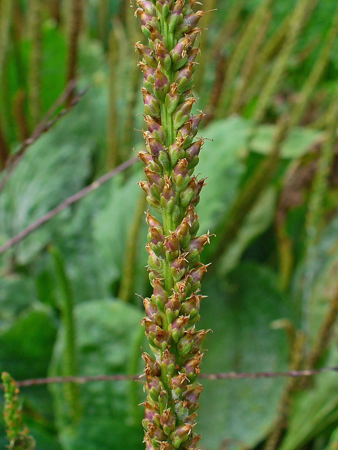 Image of Broadleaf Plantain