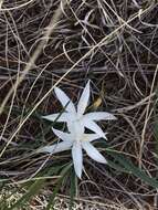 Image of starlily