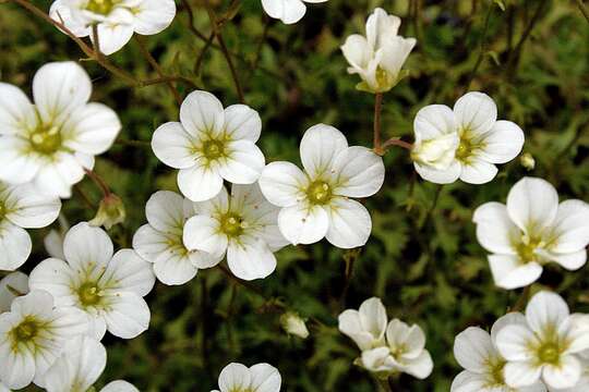 Imagem de Saxifraga rosacea Moench