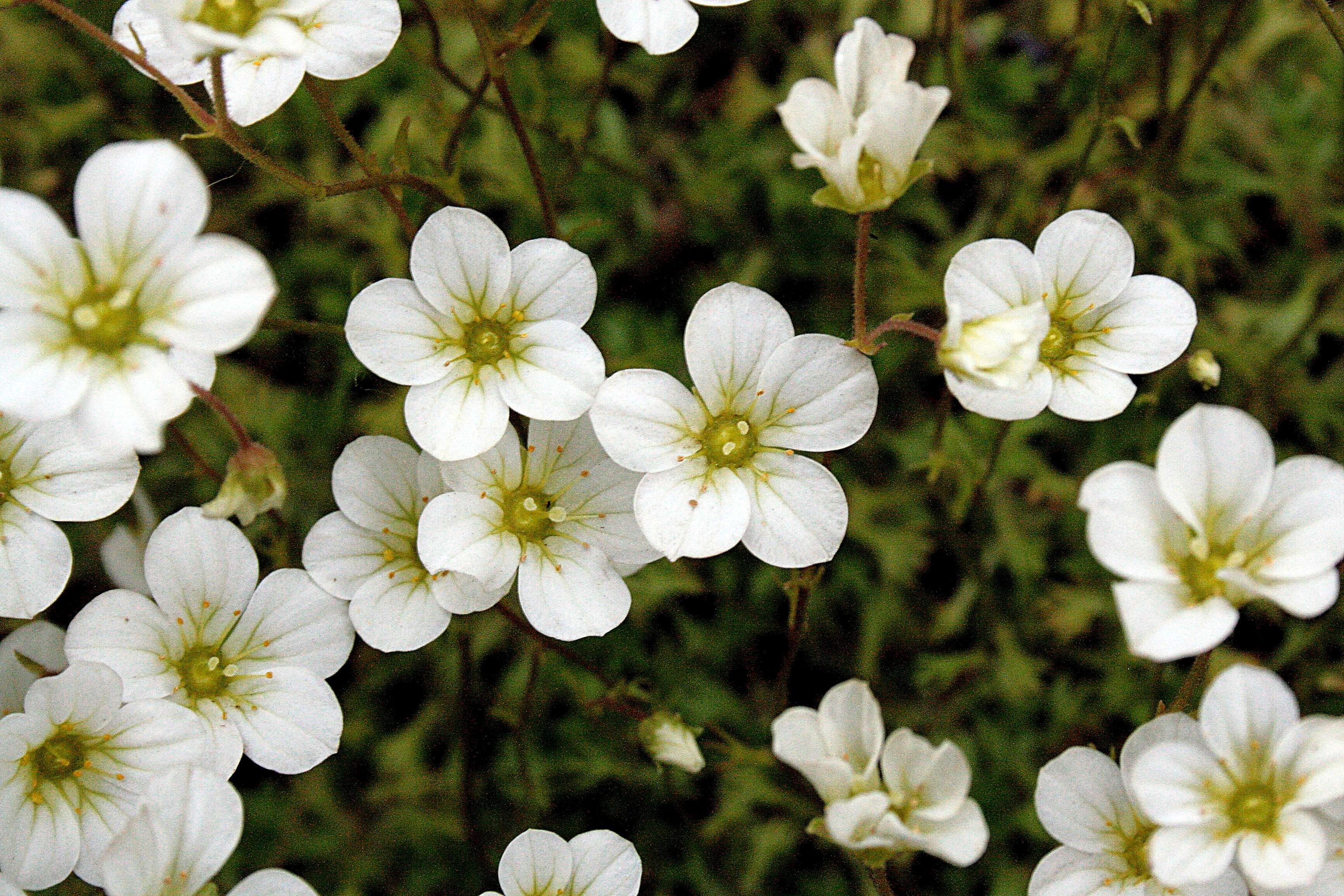 Imagem de Saxifraga rosacea Moench