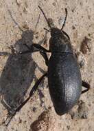 Image of Eleodes (Melaneleodes) carbonaria obsoleta (Say 1824)