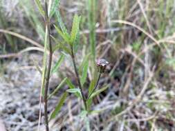 Imagem de Lippia stoechadifolia (L.) Kunth