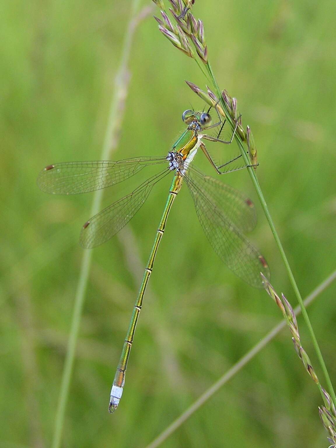 Image of Small Emerald Spreadwing