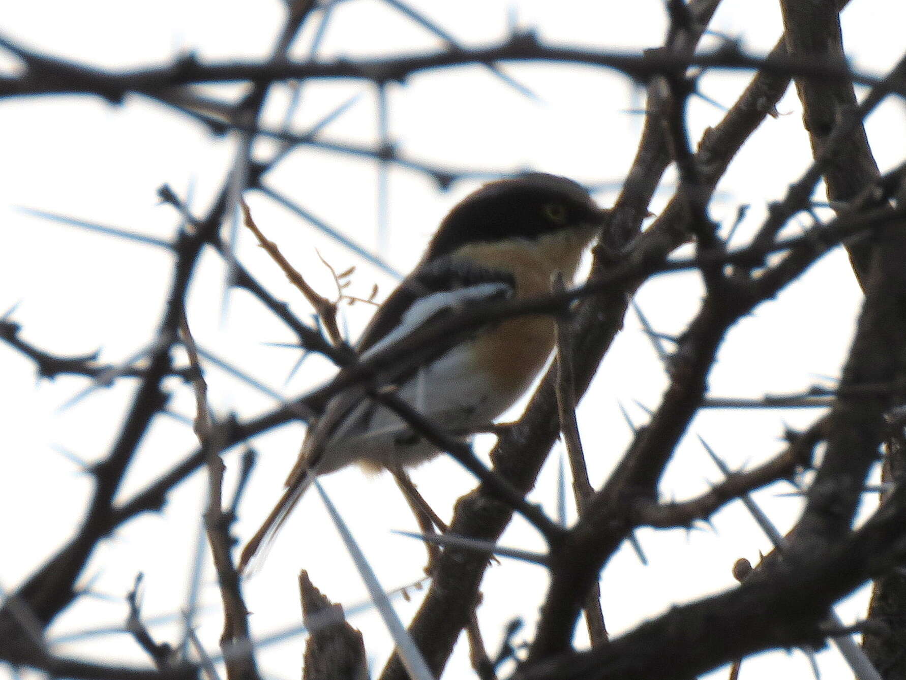 Image of Southern Pririt Batis