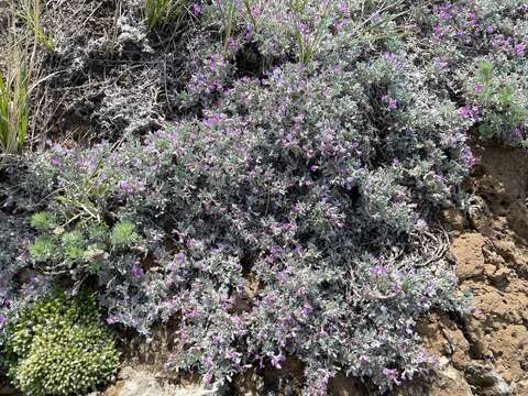 صورة Astragalus barrii Barneby